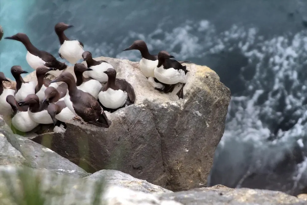 Командорские острова