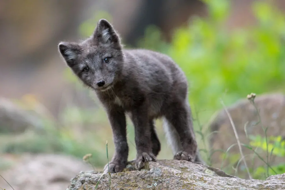 Командорские острова