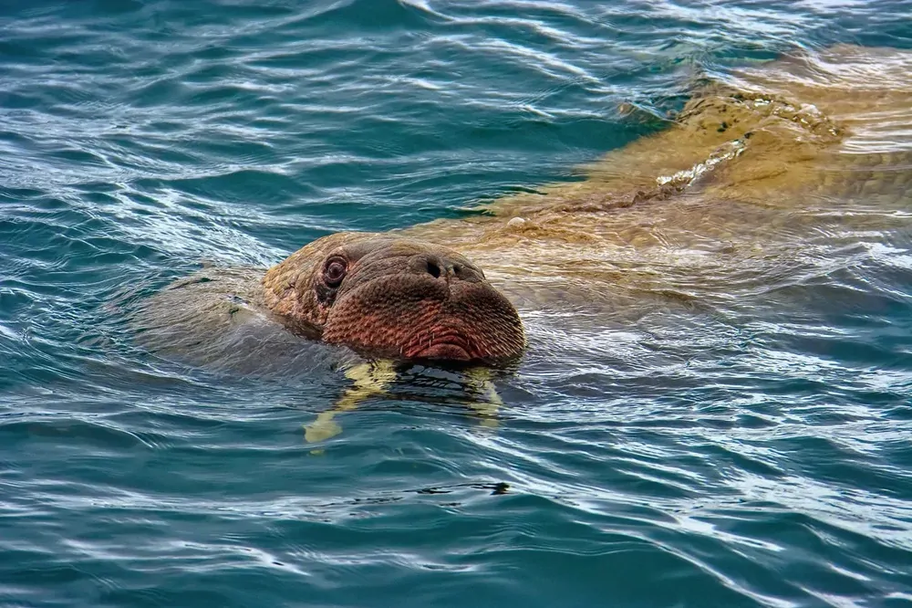Бухта Провидения