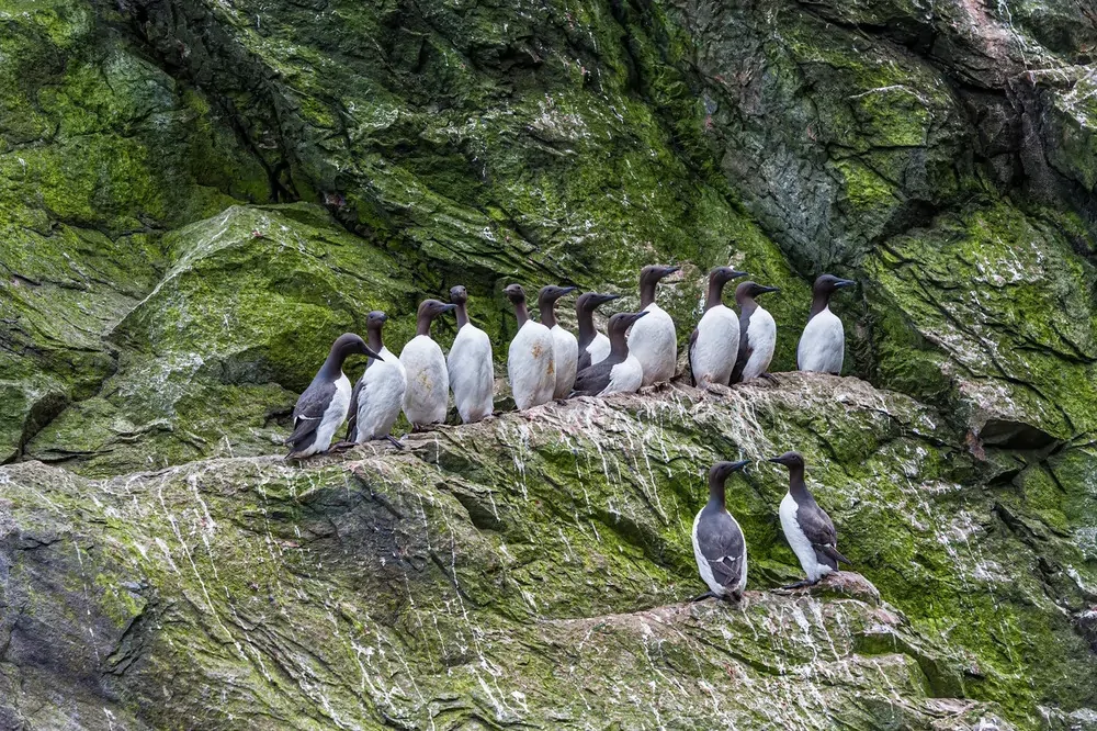 Остров Колючин