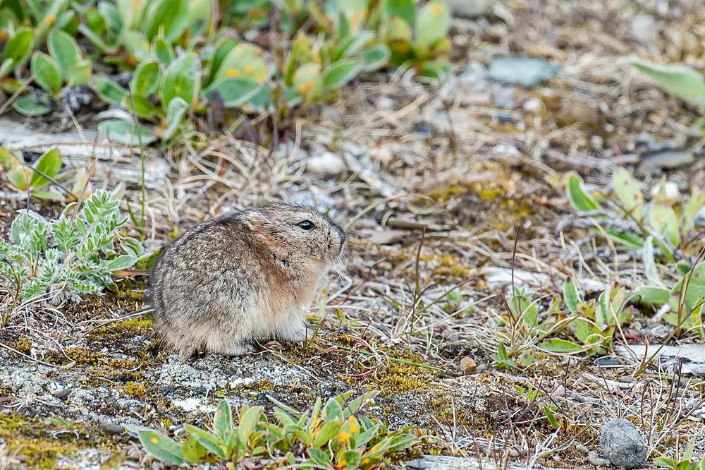 Остров Врангеля